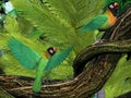 Black-cheeked Lovebirds