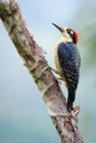 Black-cheeked Woodpecker, Costa Rica