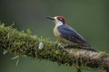 Black-cheeked Woodpecker - Melanerpes pucherani