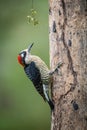 Black-cheeked woodpecker, Melanerpes pucherani
