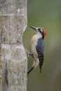 Black-cheeked Woodpecker - Melanerpes pucherani