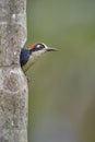 Black-cheeked Woodpecker - Melanerpes pucherani