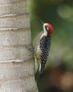 Black-cheeked Woodpecker Melanerpes pucherani