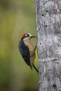 Black-cheeked woodpecker, Melanerpes pucherani
