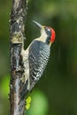 Black-cheeked Woodpecker or Melanerpes pucherani