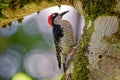 Black-cheeked Woodpecker - Melanerpes pucherani resident breeding bird from southeastern Mexico south to western Ecuador