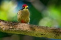 Black-cheeked Woodpecker - Melanerpes pucherani resident breeding bird from southeastern Mexico south to western Ecuador