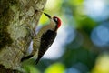Black-cheeked Woodpecker - Melanerpes pucherani resident breeding bird from southeastern Mexico south to western Ecuador