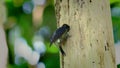 Black-cheeked Woodpecker - Melanerpes pucherani resident breeding bird from southeastern Mexico south to western Ecuador.