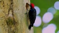Black-cheeked Woodpecker - Melanerpes pucherani resident breeding bird from southeastern Mexico south to western Ecuador.