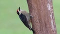 Black-cheeked Woodpecker - Melanerpes pucherani resident breeding bird from southeastern Mexico south to western Ecuador. Woodpeck