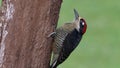 Black-cheeked Woodpecker - Melanerpes pucherani resident breeding bird from southeastern Mexico south to western Ecuador. Woodpeck