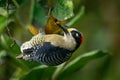 Black-cheeked Woodpecker - Melanerpes pucherani resident breeding black and white and red bird