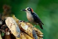 Black-cheeked Woodpecker - Melanerpes pucherani resident breeding black and white and red bird