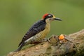 Black-cheeked Woodpecker, Melanerpes pucherani, sitting on the branch with food, Panama