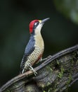 Black-cheeked Woodpecker