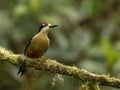 Black Cheeked Woodpecker in Ecuador