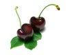 Black Cherries Royalty Free Stock Photo