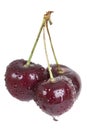 Black cherries Royalty Free Stock Photo