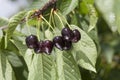 Black cherries on the branch Royalty Free Stock Photo