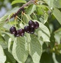 Black cherries on the branch Royalty Free Stock Photo