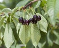 Black cherries on the branch Royalty Free Stock Photo