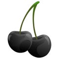 Black Cherries Cherry Fruit Illustration Vector