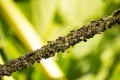 Black cherry aphid or cherry fly Myzus cerasi on the stem of the plant. Garden pests. Macro. Soft focus,defocused