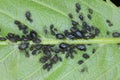 Black cherry aphid Myzus cerasi infestation on a cherry leaf with ants guarding