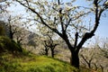Black cherry blossom trees