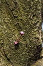 Black cherry plum flower buds
