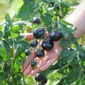 Black cherry tomato fruits. Holding bunch tomatoes in the hand