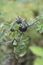 Black Cherry Tomato Royalty Free Stock Photo