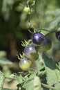 Black Cherry Tomato Royalty Free Stock Photo