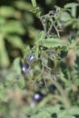 Black Cherry Tomato Royalty Free Stock Photo