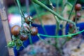 Black cherry tomatoes growing in container with bamboo stake and green galvanized tomato cage at homestead garden in Dallas, Texas