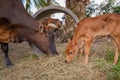 A black chesnut coloured calf father and a little cute brown calf standing and eating the grass with oil palm tree on background,