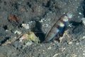 Black-Chest Shrimp-Goby Royalty Free Stock Photo