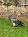 Blackchested Buzzard Eagle