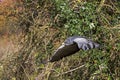 Black-Chested Buzzard-Eagle, geranoaetus melanoleucus, Adult in Flight