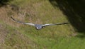 Black-Chested Buzzard-Eagle, geranoaetus melanoleucus, Adult in Flight