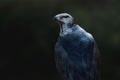 Black-chested Buzzard-eagle - Bird of Prey Royalty Free Stock Photo