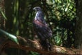Black-chested Buzzard-eagle - Bird of Prey Royalty Free Stock Photo