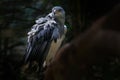 Black-chested Buzzard-eagle - Bird of Prey Royalty Free Stock Photo