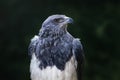 Black-chested Buzzard-eagle - Bird of Prey Royalty Free Stock Photo