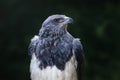Black-chested Buzzard-eagle - Bird of Prey