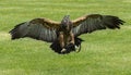 Black-chested buzzard-eagle Royalty Free Stock Photo