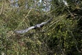 BLACK-CHESTED BUZZARD-EAGLE geranoaetus melanoleucus, IN FLIGHT AGAINST GREEN FOLIAGE