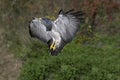 BLACK-CHESTED BUZZARD-EAGLE geranoaetus melanoleucus, IN FLIGHT, LANDING