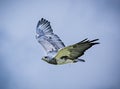 Black-chested Buzzard-eagle (Geranoaetus melanoleucus) with wings high